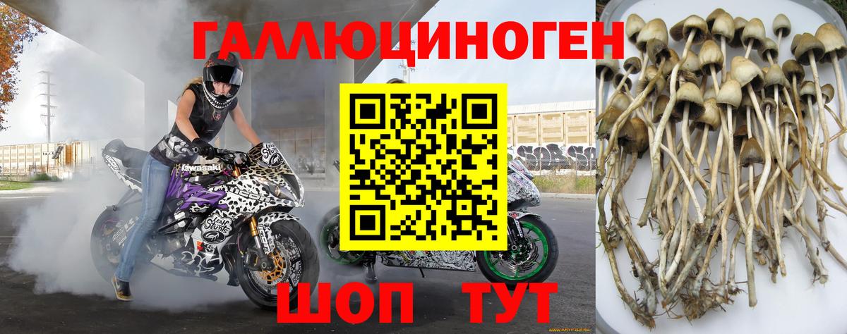 наркошоп  Вход с VPN  Будённовск  Псилоцибиновые грибы Psilocybe 