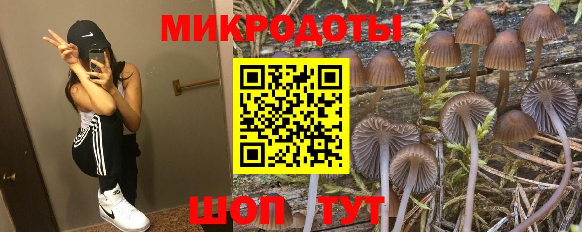 Псилоцибиновые грибы Psilocybine cubensis Будённовск